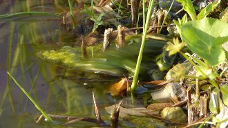 85,3 MB (01:10) Fliehender Frosch